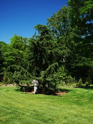 Cedrus libani Pendula — photo 2