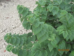 Cercis Ace of Hearts — photo 1