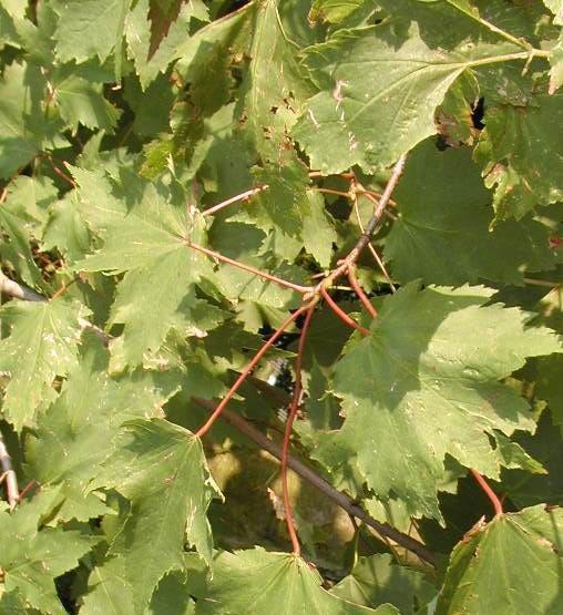 Acer rubrum 'Karpick' — photo 1