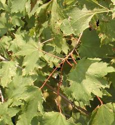 Acer rubrum 'Karpick' — photo 1