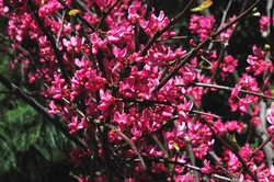 Cercis canadensis 'Appalachian Red' — photo 2