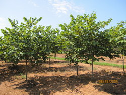 Cercis canadensis Royal White — photo 2