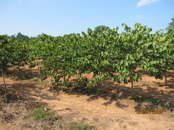 Cercis canadensis 'Appalachian Red' — photo 3