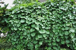 Cercis Lavender Twist — photo 3