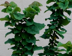 Cercis canadensis 'Little Woody' — photo 2