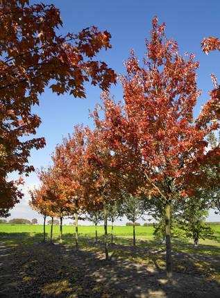 Acer rubrum 'Morgan' — photo 1