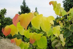Cercis Hearts of Gold — photo 2