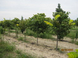 Cercis Hearts of Gold — photo 3