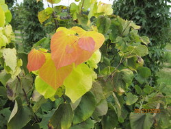 Cercis Hearts of Gold — photo 4