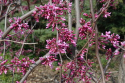 Cercis Lavender Twist — photo 4