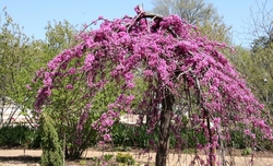 Cercis Lavender Twist — photo 5
