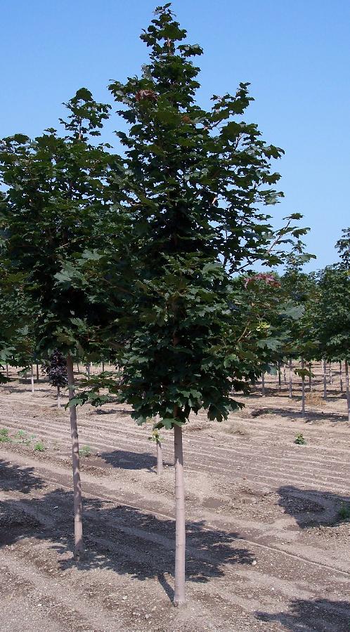 Acer rubrum 'Northfire' — photo 1