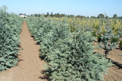 Chamaecyparis lawsoniana Pembury Blue — photo 3