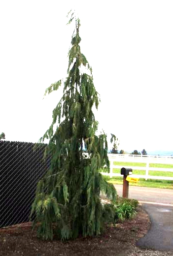 Chamaecyparis nookantensis 'Strict Weeping' — photo 1