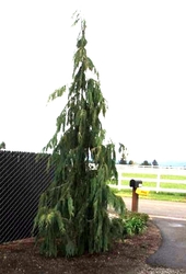 Chamaecyparis nookantensis 'Strict Weeping' — photo 1