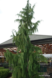 Chamaecyparis nootkatensis 'Glauca Pendula' — photo 2