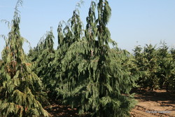 Chamaecyparis nootkatensis 'Glauca Pendula' — photo 3