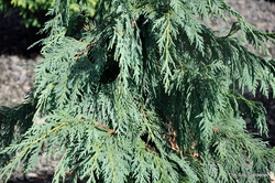 Chamaecyparis nootkatensis 'Glauca Pendula' — photo 4