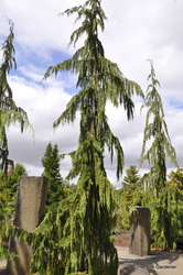 Chamaecyparis nookantensis 'Strict Weeping' — photo 2