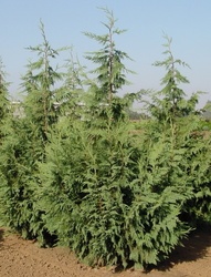 Chamaecyparis nootkatensis 'Glauca' — photo 1