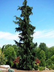 Chamaecyparis nootkatensis 'Green Arrow' — photo 2