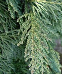 Chamaecyparis nootkatensis 'Green Arrow' — photo 3