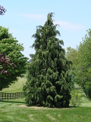 Chamaecyparis nootkatensis 'Glauca' — photo 2