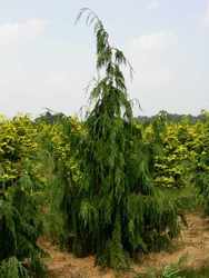 Chamaecyparis nootkatensis 'Pendula' — photo 1