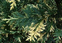 Chamaecyparis nootkatensis Variegata — photo 2