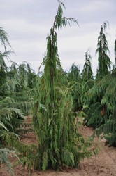 Chamaecyparis nootkatensis 'Pendula' — photo 2