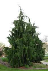 Chamaecyparis nootkatensis 'Pendula' — photo 3