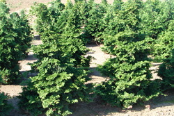 Chamaecyparis obtusa — photo 2