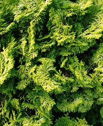 Chamaecyparis obtusa 'Aurea Nana' — photo 4