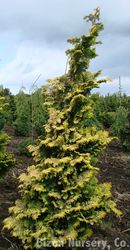 Chamaecyparis obtusa 'Aurea' — photo 2