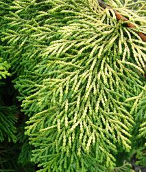 Chamaecyparis obtusa 'Crippsii' — photo 2