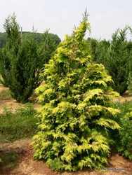 Chamaecyparis obtusa 'Crippsii' — photo 3