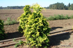 Chamaecyparis obtusa 'Crippsii' — photo 4