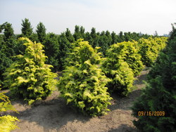 Chamaecyparis obtusa 'Crippsii' — photo 5