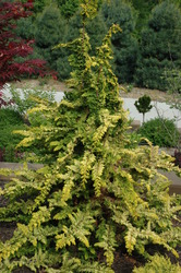 Chamaecyparis obtusa 'Fernspray Gold' — photo 3