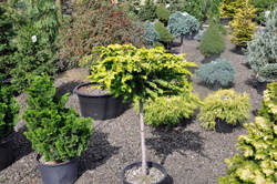 Chamaecyparis obtusa 'Fernspray Gold' — photo 4
