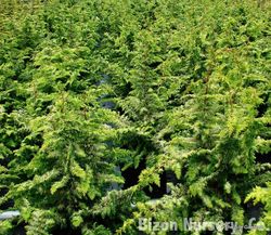 Chamaecyparis obtusa 'Fernspray Gold' — photo 5