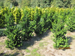Chamaecyparis obtusa 'Filicoides' — photo 2