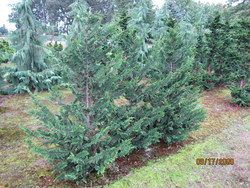 Chamaecyparis obtusa 'Filicoides' — photo 3