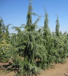 Cedrus deodara Shalimar — photo 2
