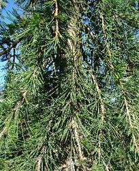 Cedrus deodara Shalimar — photo 3