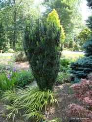 Cephalotaxus harringtonia 'Fastigiata' — photo 1