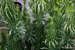 Cephalotaxus harringtonia 'Fastigiata' — photo 2