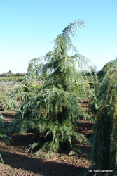 Cedrus libani Glauca — photo 1