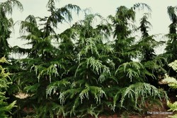Cedrus libani Glauca — photo 2