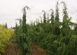 Cedrus libani Glauca — photo 3